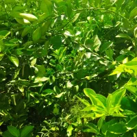 فروش انواع نهال مرکبات و انبه . پاجوش نخل و زیتون|خدمات باغبانی و درختکاری|چابهار, |دیوار