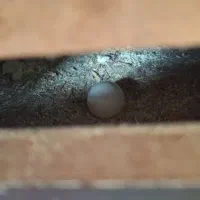 عروس هلندی|پرنده|فاضل آباد, |دیوار