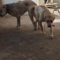 توله این سگ ها