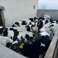 سرایدار باغبان چوپان دامدار کارگر ساده کشاورز|استخدام سرایداری و نظافت|تهران, جهاد|دیوار