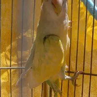 جوجه کوتوله رنگین کمانی درفسا