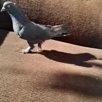 کبوتر رنگی|پرنده|لاران, |دیوار