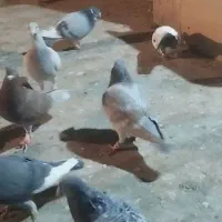 پرنده|پرنده|نیشابور, ابراهیمی|دیوار