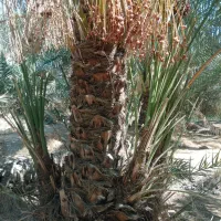 پاجوش برحی|گل و گیاه طبیعی|بندر امام خمینی, |دیوار