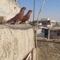 کفتر|پرنده|اقبالیه, |دیوار