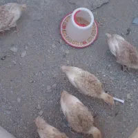 فروش جوجه بوقلمون
