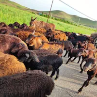 شمال /شرق/جنوب/غرب/زنده بهداشتی گوسفند|حیوانات مزرعه|ری, دیلمان|دیوار