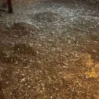 کود مرغی سالنی و قفسی پلیت و مایع مرغی