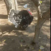 بوقلمون نرو ماده ترو تمیز