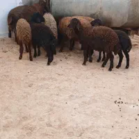 بره نر|حیوانات مزرعه|قیدار, |دیوار