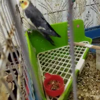 عروس هلندی|پرنده|مشهد, نرگس (شهرک غرب)|دیوار