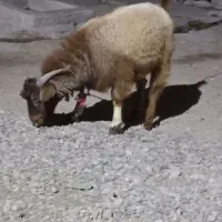 کهر نر به فروش میرسد پیوی در خدمتم|حیوانات مزرعه|حاجی آباد, |دیوار