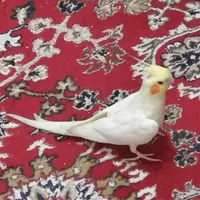 عروس هلندی نر بالغ و مست، آماده جفت گیری|پرنده|تهران, ابن بابویه|دیوار