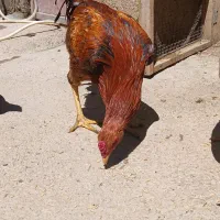 یک عدد خروس لاری جوجه