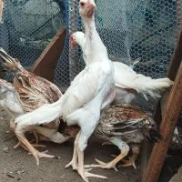 لاری اوشامو|حیوانات مزرعه|رشت, گلسار|دیوار