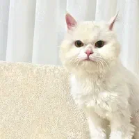 پرشین ناز نازی