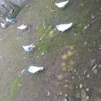 کبوتر پروازی