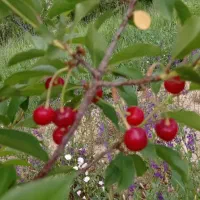 باغ 1700 متری در آبگرم|فروش زمین و ملک کلنگی|آبگرم, |دیوار