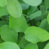 3هکتار-یونجه-برای-چراندن-گوسفند