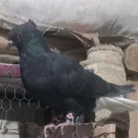 دم سفید گم شده