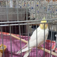 عروس هلندی مولد