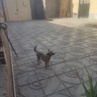 سگ شیتزو گوش تیز گم شده