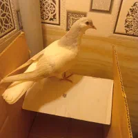 چهار عدد ساده|پرنده|نیشابور, شهرک اندیشه|دیوار