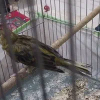 قناری ماده سبز|پرنده|کرمان, |دیوار