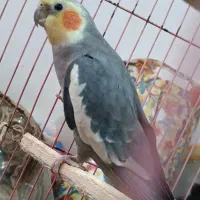 طوطی عروس هلندی