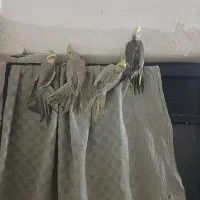 عروس هلندی مفتی