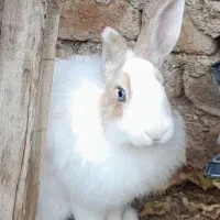 خرگوش زیبا سرحال