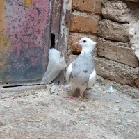 طوقی بید مشکی|پرنده|سنقر, |دیوار