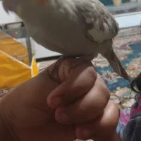 جرسقان|پرنده|شیراز, مسکن مهر شیراز|دیوار