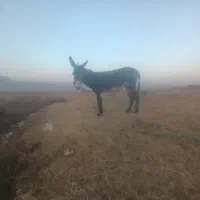 الاق رمکی|حیوانات مزرعه|الشتر, |دیوار