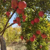 انار درجه ۱ کوهنانی|گل و گیاه طبیعی|کوهنانی, |دیوار