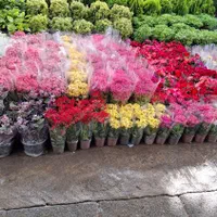 خدماتباغبانی ویژه سرویس درتمام نقاط تهران|خدمات باغبانی و درختکاری|تهران, صادقیه|دیوار