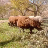 میش بره دار