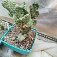 آدنیوم سایز ۶و ۸ قلمه پتوس ارتشی بونسای و کاکتوس|گل و گیاه طبیعی|یزد, |دیوار