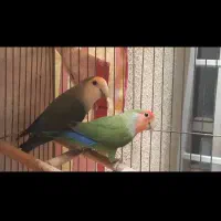 طوطی برزیلی|پرنده|آباده, |دیوار