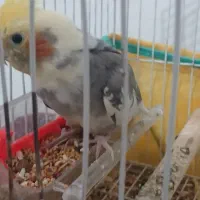 عروس هلندی  با قفس|پرنده|آستانه اشرفیه, |دیوار