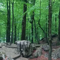 همسفر تا مشهد مقدس