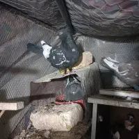 کبوتر رنگی پلاکی|پرنده|داراب, |دیوار