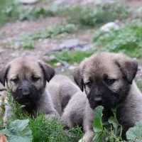 واگذاری توله سگ|سگ|گرگان, |دیوار