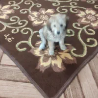 سگ شیتزو پودل|سگ|شیراز, شیشه‌گری|دیوار