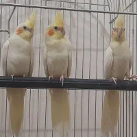 جوجه عروس هلندی آماده آموزش|پرنده|دماوند, گیلاوند|دیوار