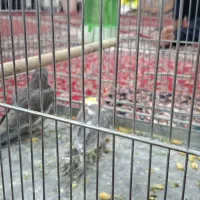 فروش یک جفت عروس هلندی جوان و سرحال|پرنده|خزل, |دیوار