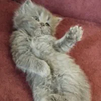 5 عدد بچه گربه ی سالم و خوش چهره