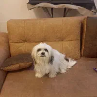 واگذاری  شیتزو ۱۱ ماهه