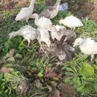 جوجه بوقلمون