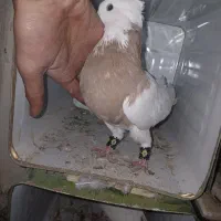 کبوترطوقی|پرنده|سنقر, |دیوار